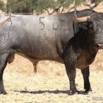 PLATIRRINO_-_N_56_-_Guarismo_2011_thumb_660