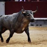 toro2
