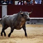 toro_de_pablo_romero_thumb_660