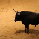 Toro